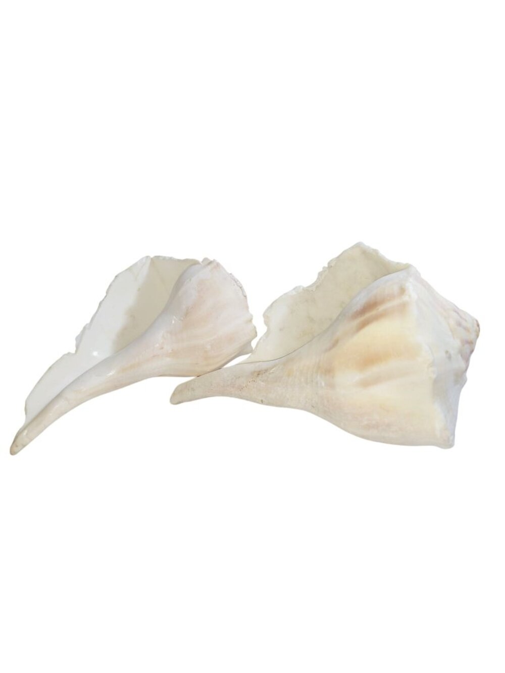 Pair of Vintage Conch Shells Beach House Decor 7.5" or Crafters Seashells